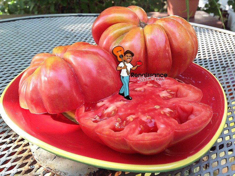 Plisowany Różowy Tomato