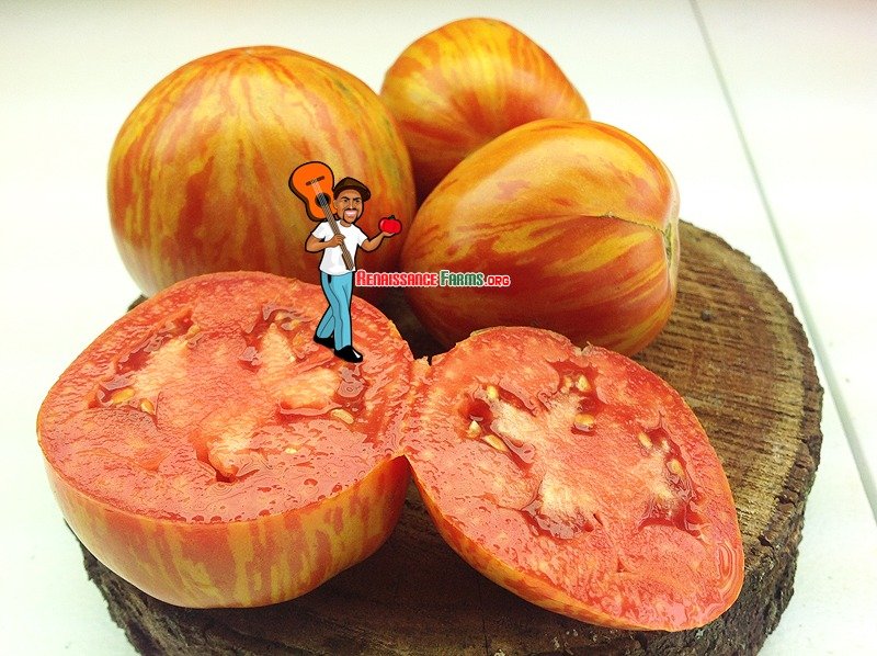 Siberische Appletomat Tomato
