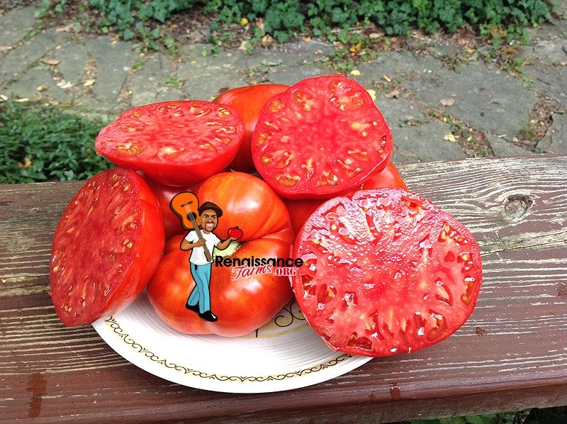LLil's Favorite Tomato
