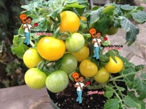 Monetka-Micro-Dwarf-Tomato