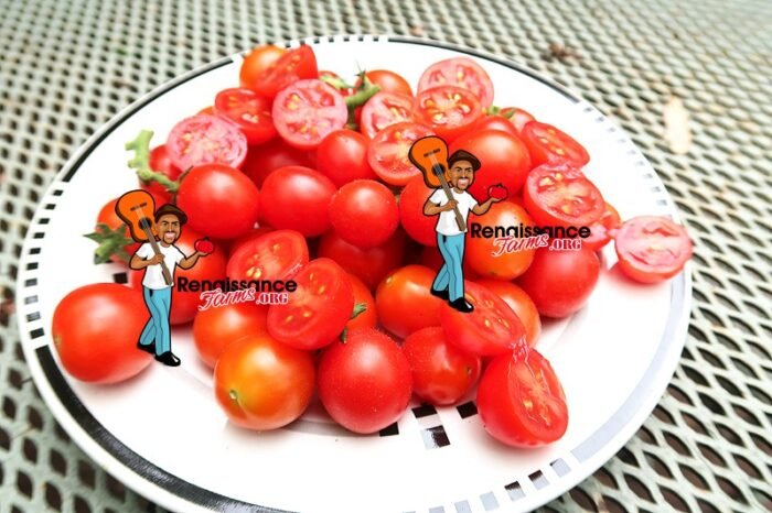 Curly Kaley Tomato On Plate