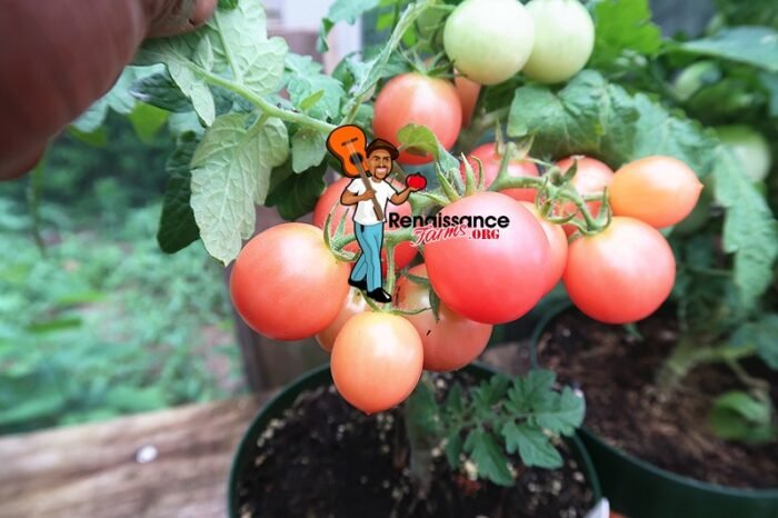 Micro Dwarf Tomato Rosy Finch