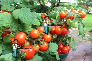 Micro Dwarf Tomato Window Box Red