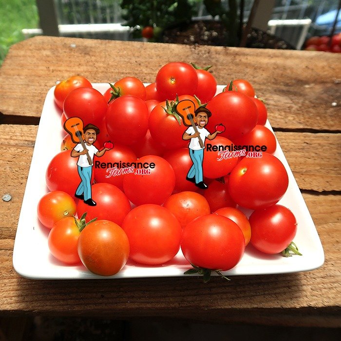 20 Seeds Balcony Tomato-Busch Tomato-Red Cherry-Windowbox Red 
