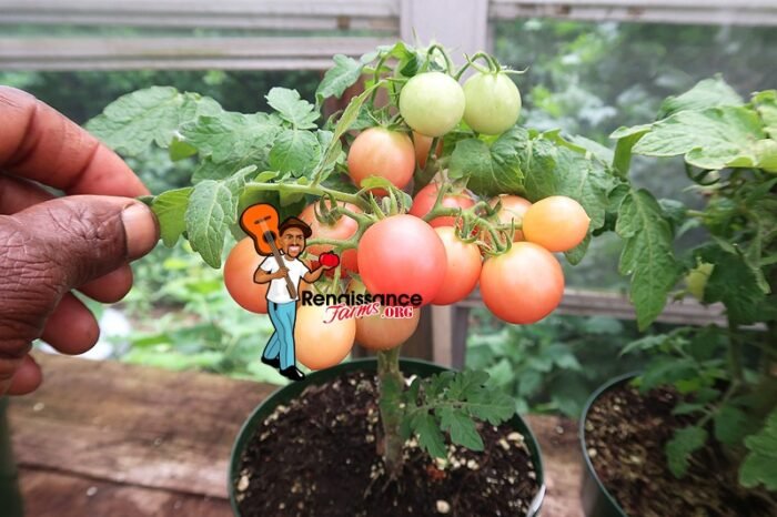 Rosy Finch Micro Dwarf Tomato