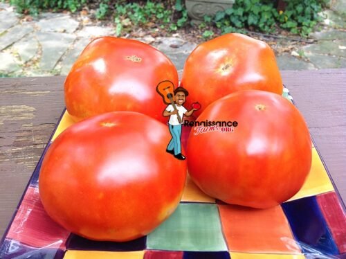 Abe Lincoln Tomatoes