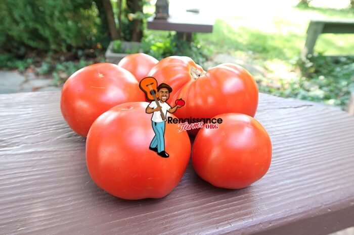 Amateur's Dream Tomato