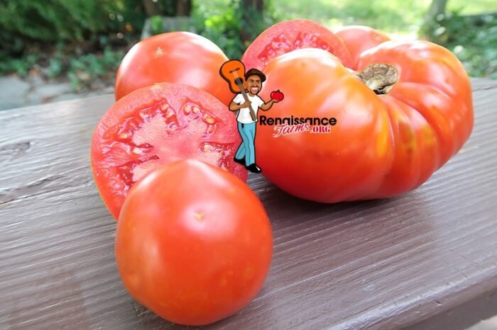 Amateur's Dream Tomato Slices