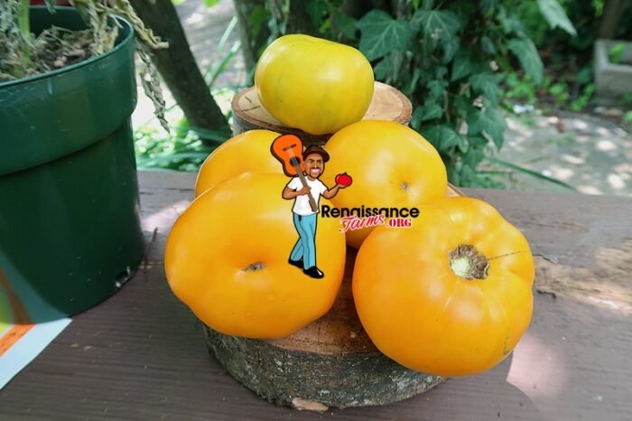 Big Orange From Amuz Tomato 2020