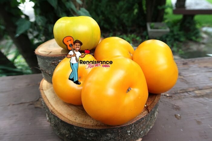 Big Orange From Amuz Tomato