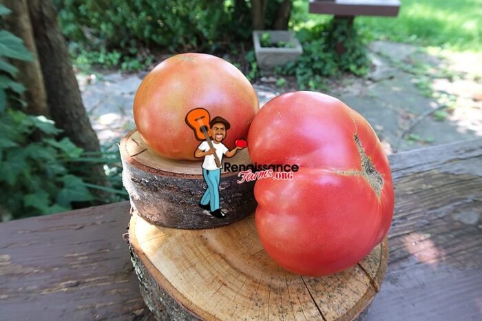 Buckeye State Tomato Image