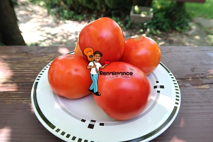 Byelorussian Tomato