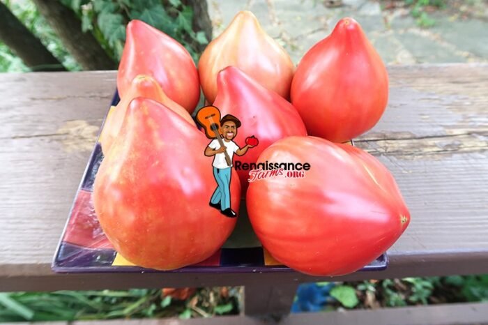 Cancelmo Family Heirloom Tomato