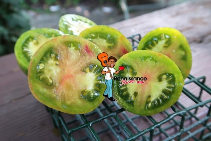 Coeur de Surpriz Tomato 2019