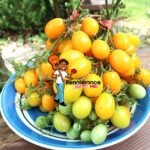 Date Fruit Tomato Plum Tomato
