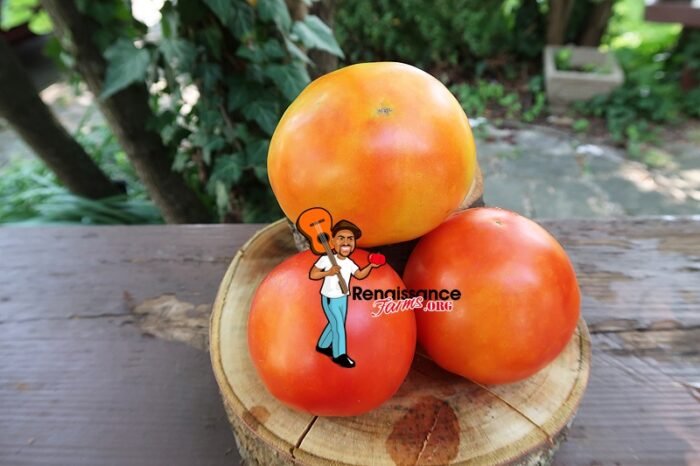 Dujon Burr Tomato Picture
