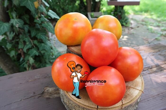 Dujon Burr Tomato