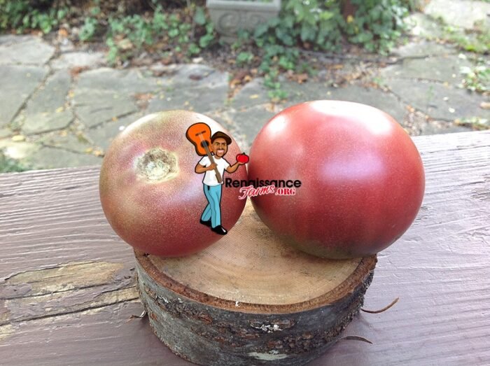 Dwarf Hazy's Dream Tomato