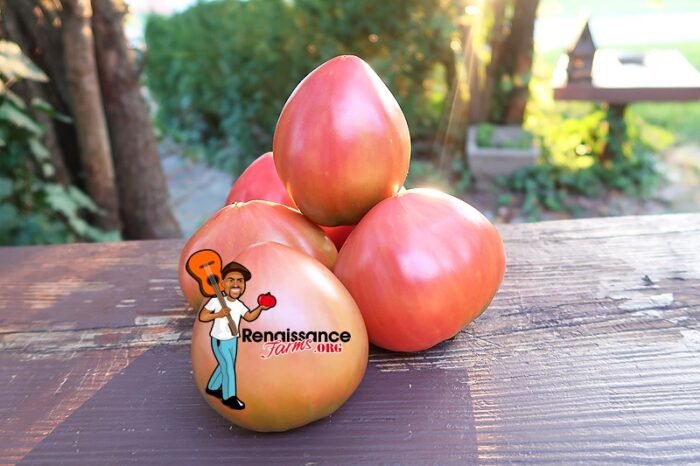 Girthmire's Pride Tomato Image