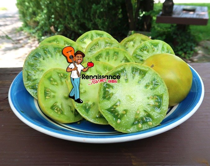 Green Gables Tomato 2019