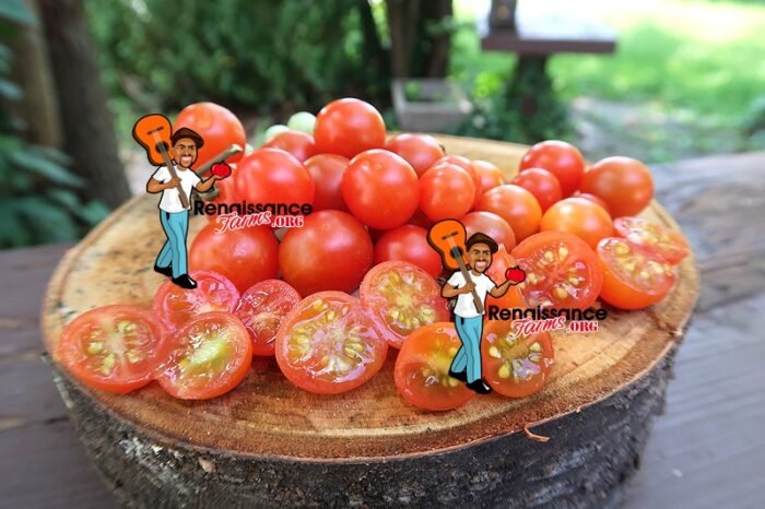 Hundreds And Thousands Tomato Pictures