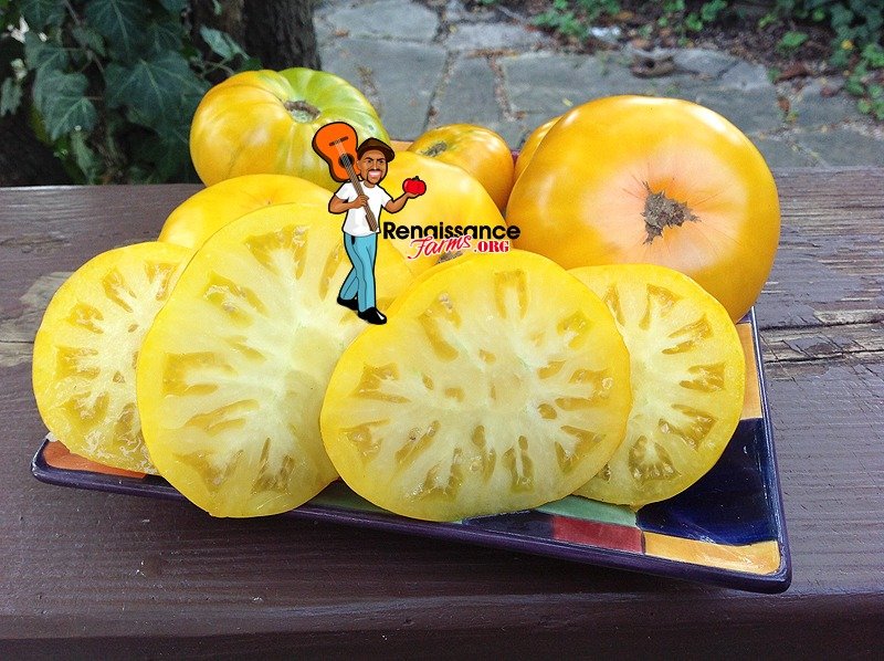 Dwarf Jasmine Yellow Tomato
