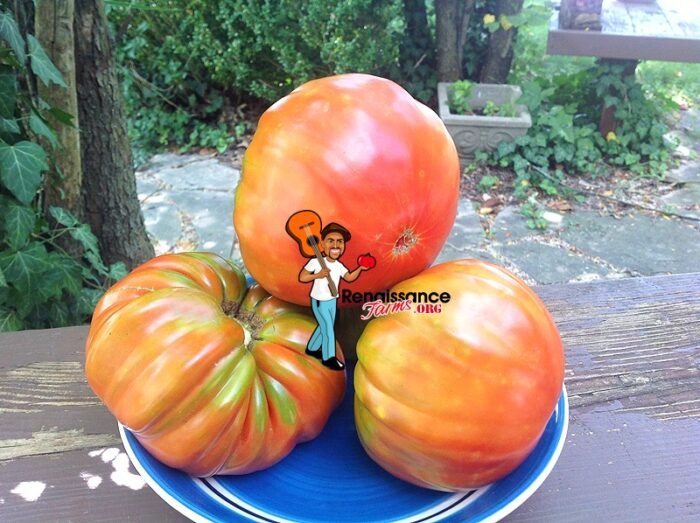 Luchese Tomato