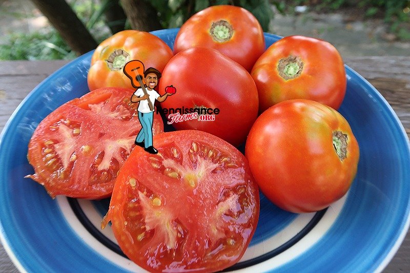 433 Tomato pillnitzer Stem XV 10 Tomato seeds NEW CROP 2020 from organic cultivation No