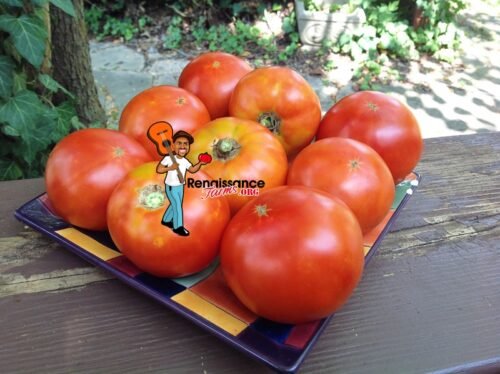 Marbon Tomato Images