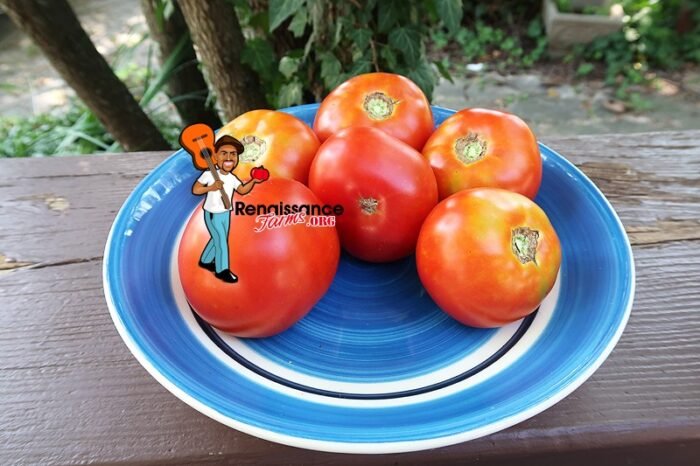 Marbon Tomato