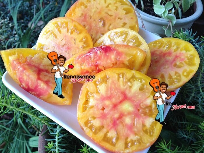 Marzipan Gold Tomatoes