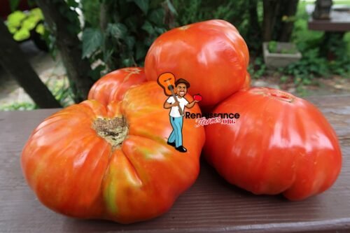 Red Myra's Giant Tomato