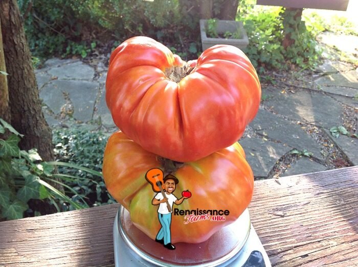 Myra's Giant Tomato
