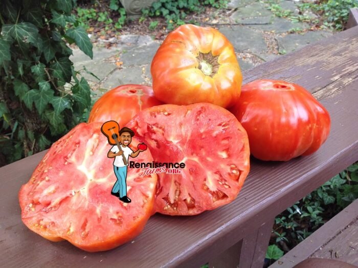 Myra's Giant Tomato Image