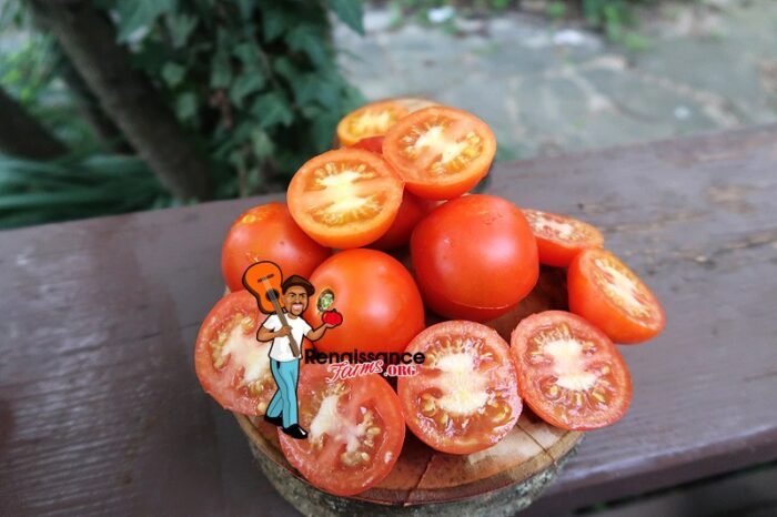 Oakley Park Tomato
