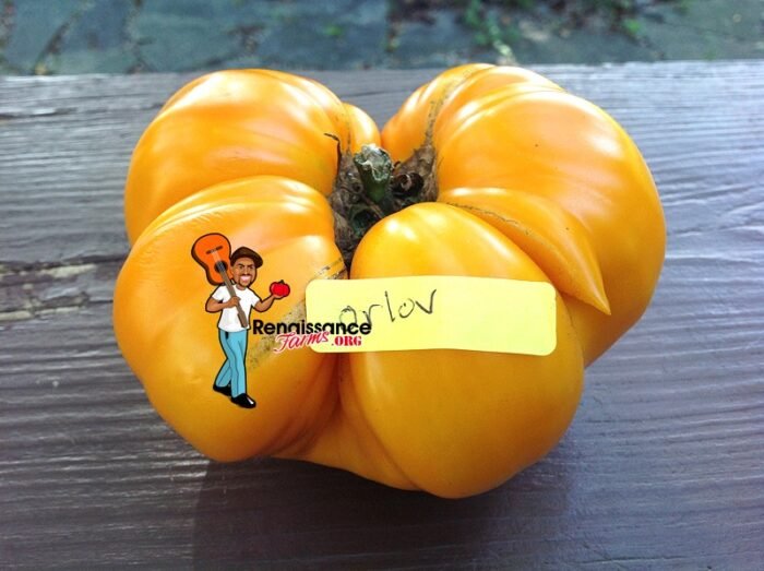 Orlov Yellow Giant Tomato Image