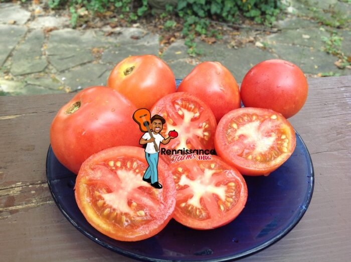 Paws Tomato 2019