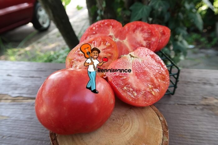 Ponderosa Purpurviolette Tomato