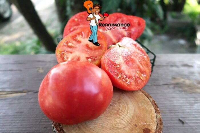 Ponderosa Purpurviolette Tomato