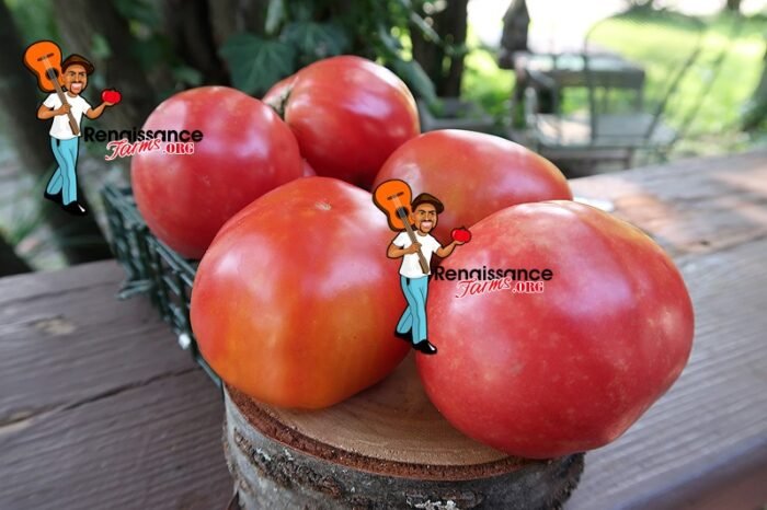 Ponderosa Purpurviolette Tomato Image