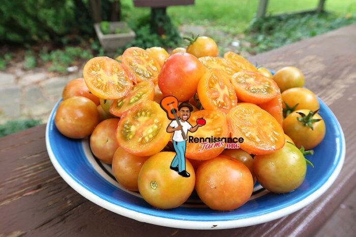 Rainbow Cherry Tomato On Plate