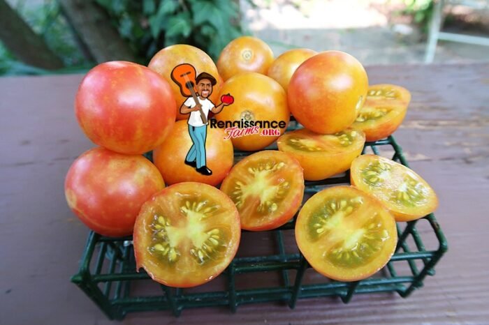 Rainbow Cherry Tomato 2020