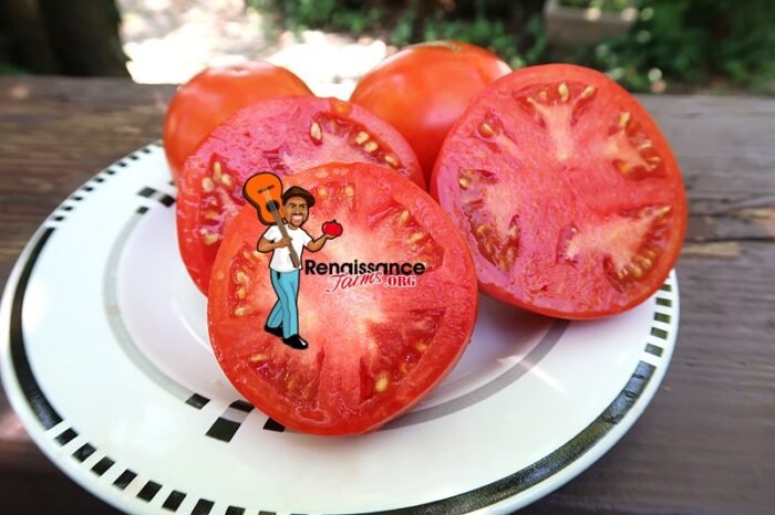Byelorussian Tomato Rare