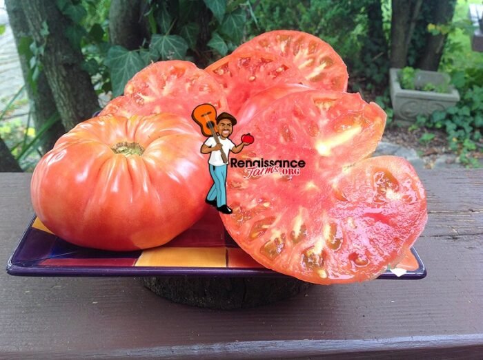 Reinhard Kraft's Giant Astrakhansky Tomato 2019