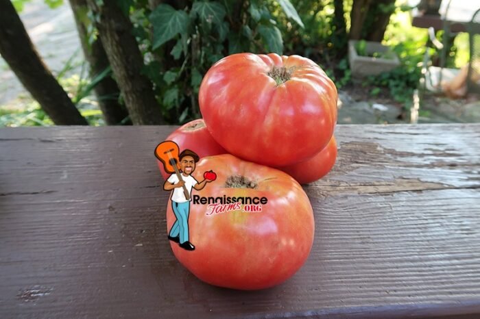 Reinhard Kraft's Giant Astrakhansky Tomato 2020