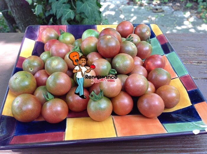 Reinhard Kraft's Purple Sugar Tomato