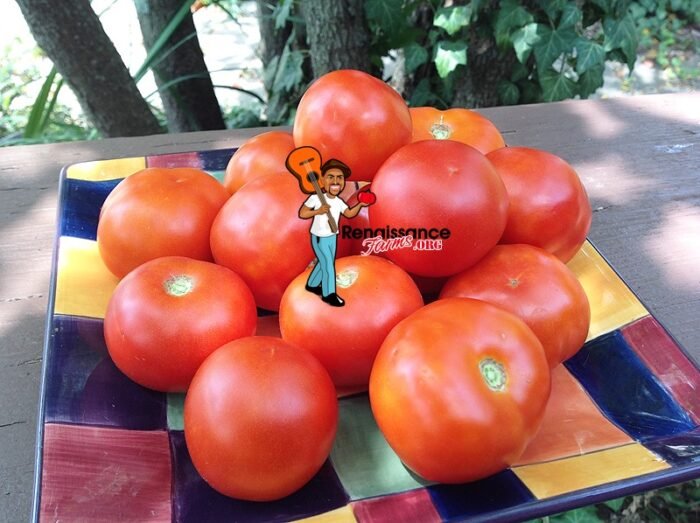 Silvertuck Queen Tomato Image