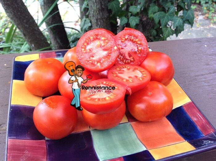 Silver Tuckqueen Tomato 2019