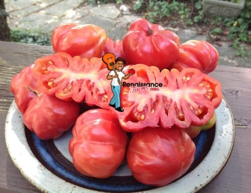 Information About Growing Heirloom Tomatoes