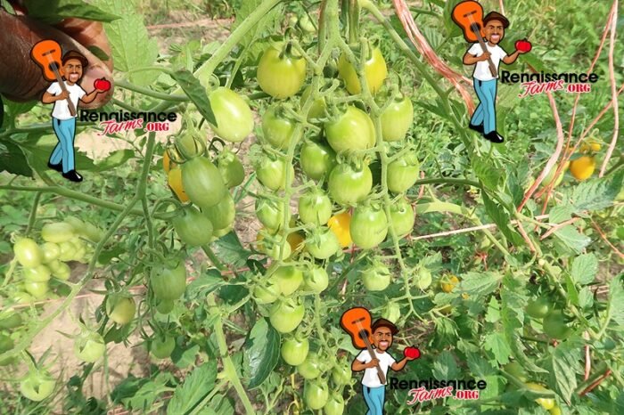 Date Fruit Tomato